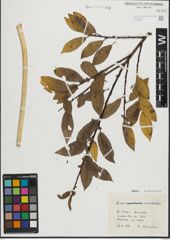 Foto von Salix mielichhoferi Saut.